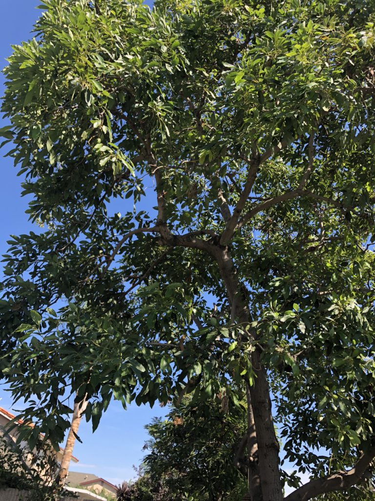 アボガドの木